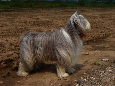 Bearded Collie Foto von Vera Winandy-Rang