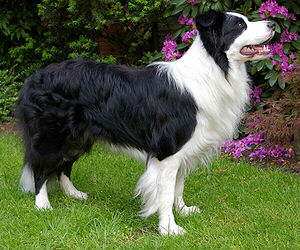 Border Collie