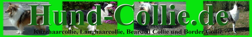 Kurzhaarcollie Langhaarcollie Bearded Collie Border Collie Infos Aussehen Charakter